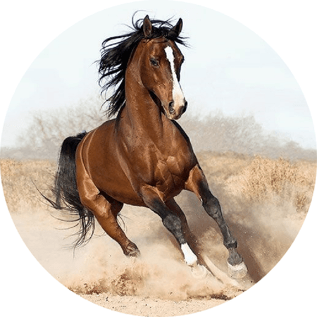 OPŁATEK NA TORT URODZINY KOŃ KONIE MUSTANG GALLOP 