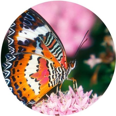OPŁATEK NA TORT MOTYL MOTYLE OWADY