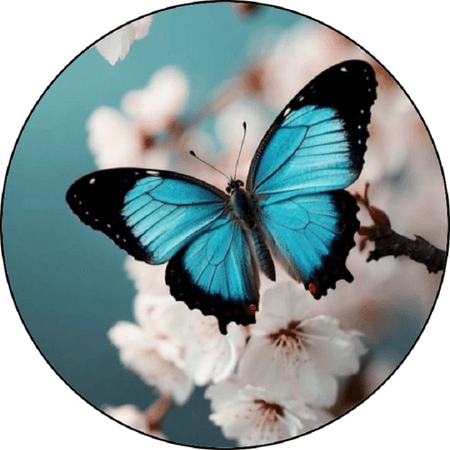 OPŁATEK NA TORT MOTYL MOTYLE MOTYLEK 