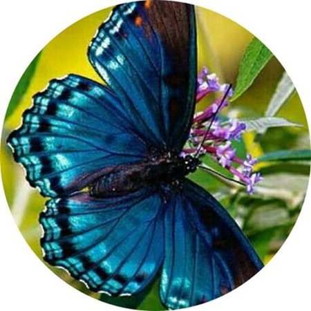 OPŁATEK NA TORT MOTYL MOTYLKI OWADY MOLTYLE 
